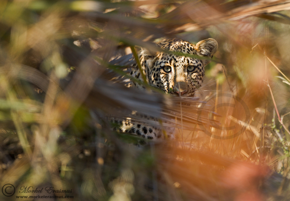 The Elusive Leopard (with B&W repost)