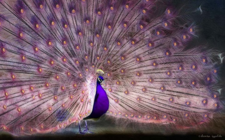 Pink Peacock