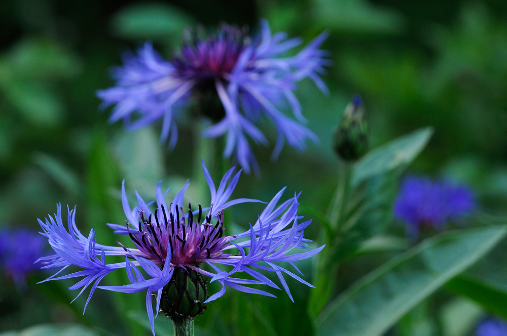 Blue Cornflower