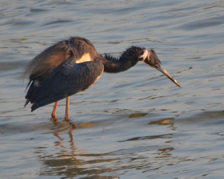 Tri-color heron feeding