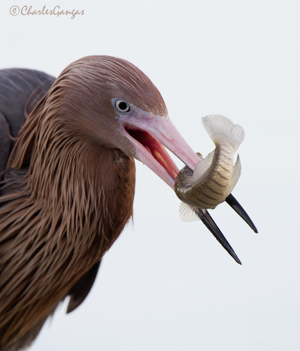 Reddish Egret