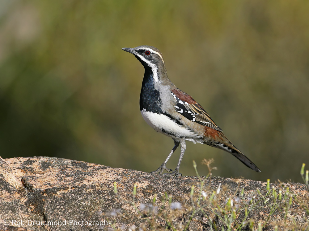 Chestnut Quailthrush
