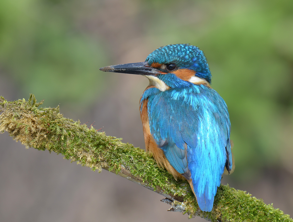 Kingfisher.