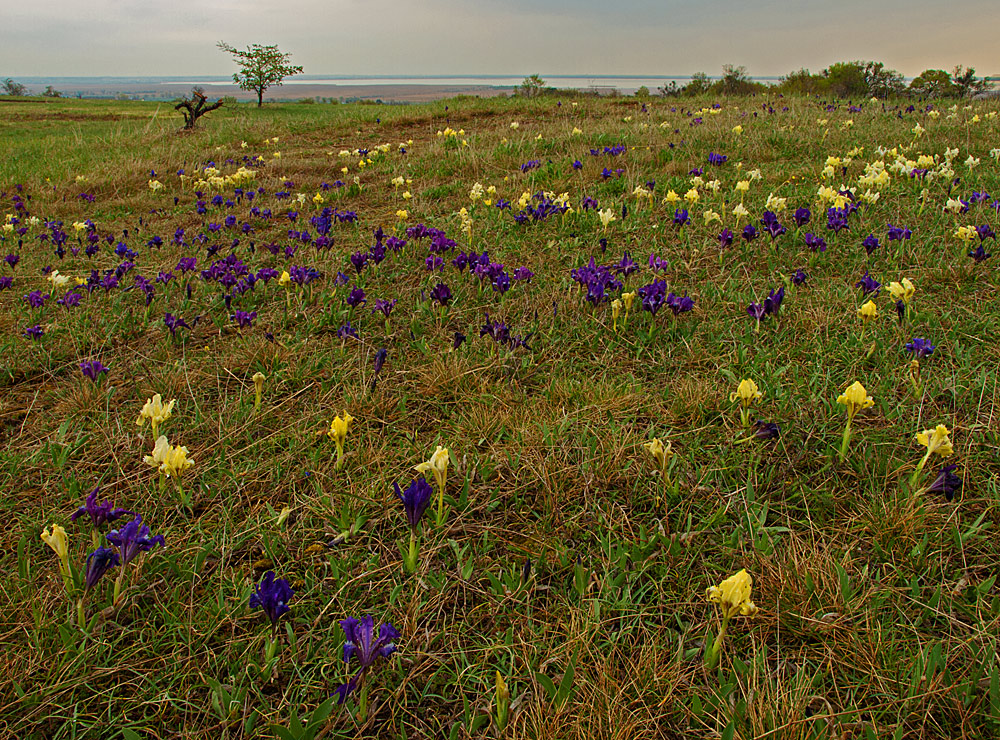 Iris Pumila