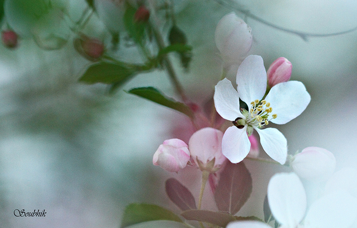 Spring Blossom