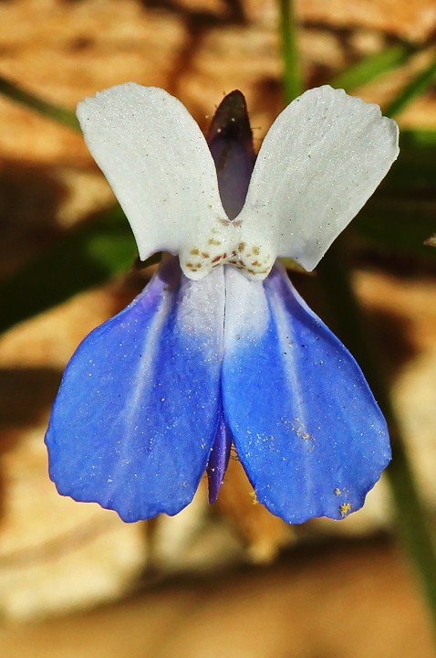 Blue eyed Mary