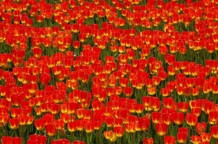 Explosion of colors