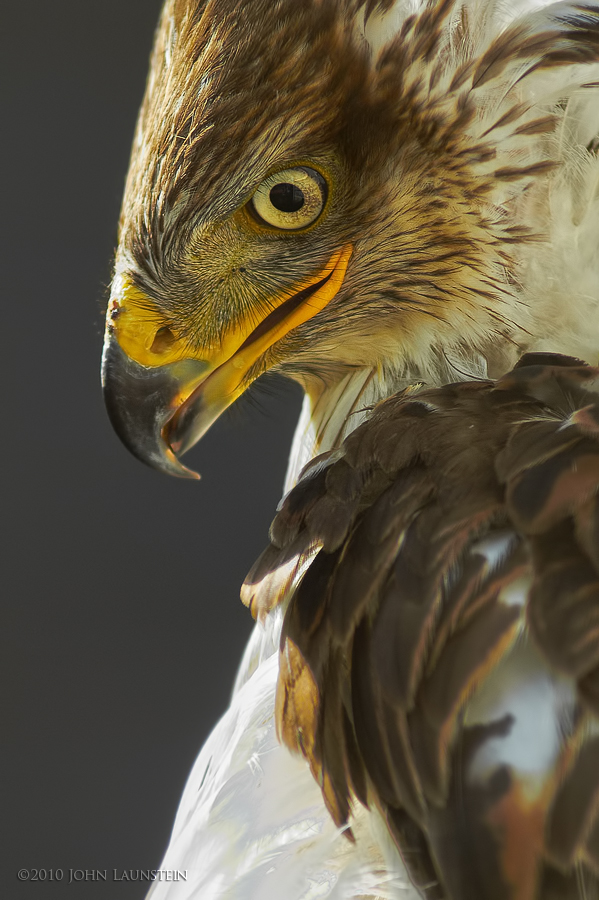 Ferruginous Portrait (c)