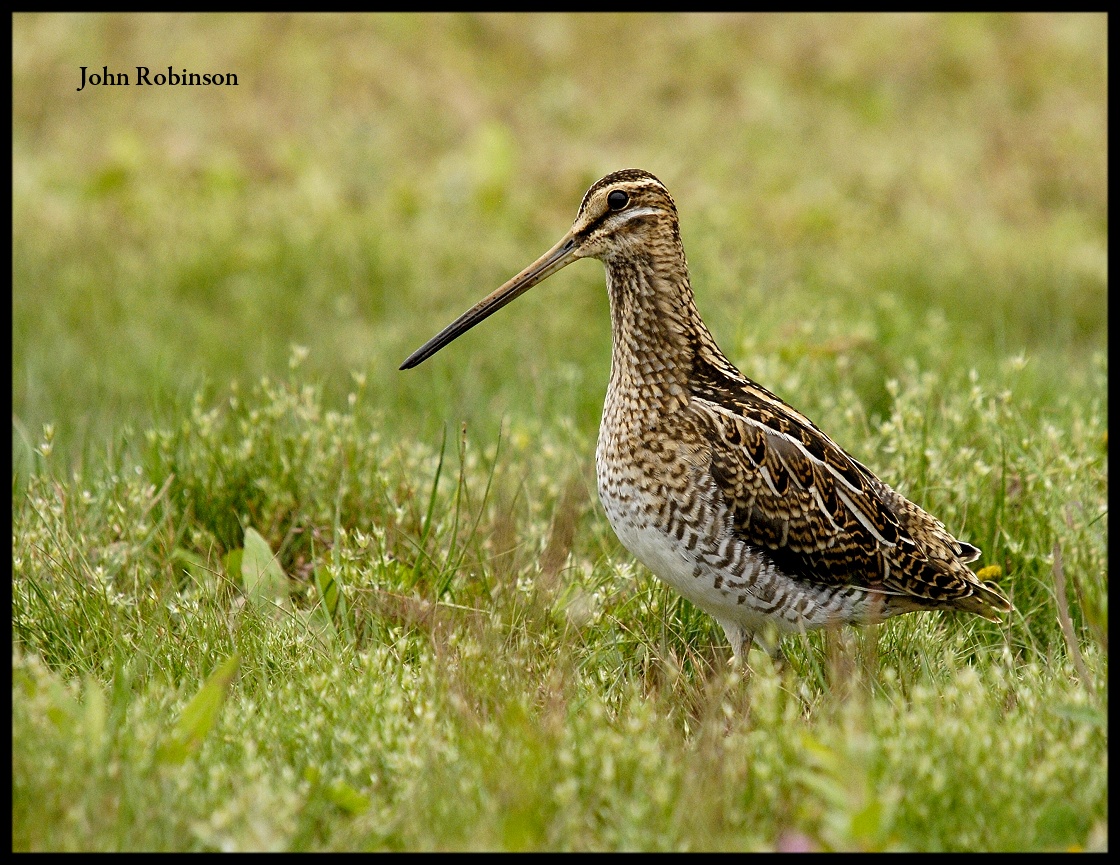 Common Snipe