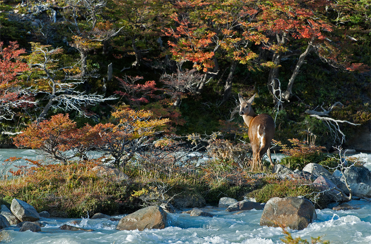 Huemul 