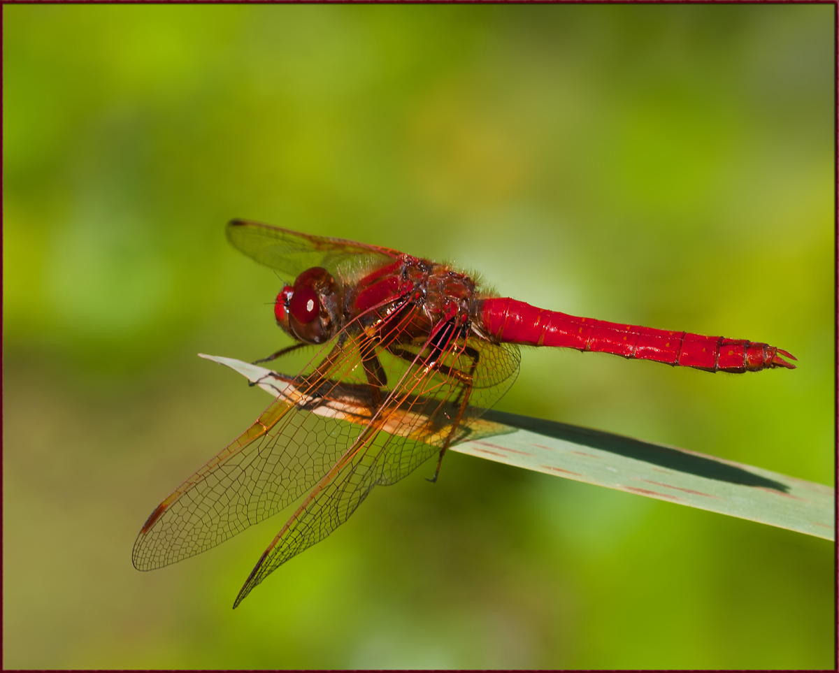 Red Darter