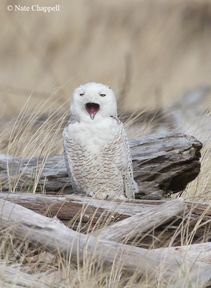 Sleepy Snowy Owl