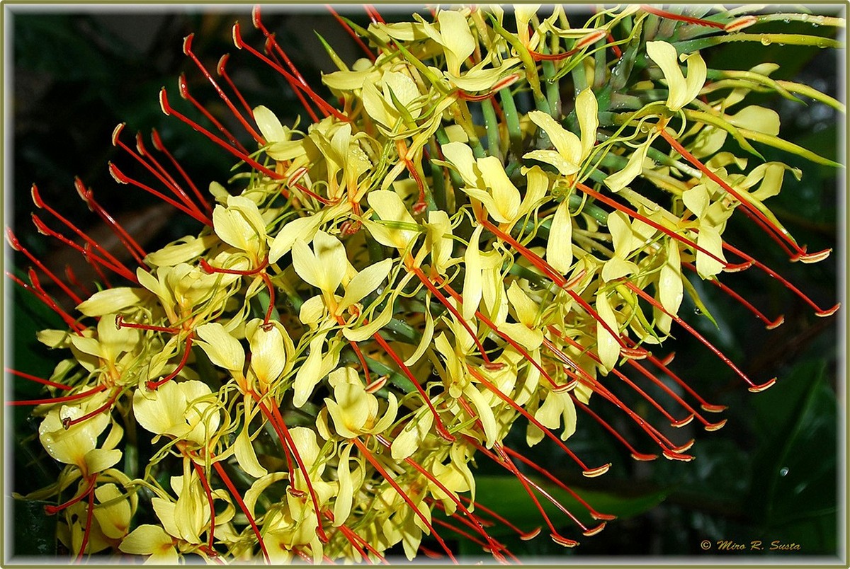 Silky Oak