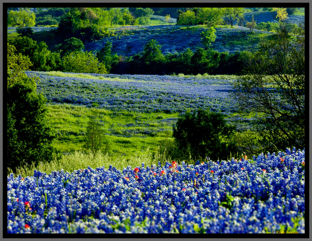 Bluebonnet Farmland