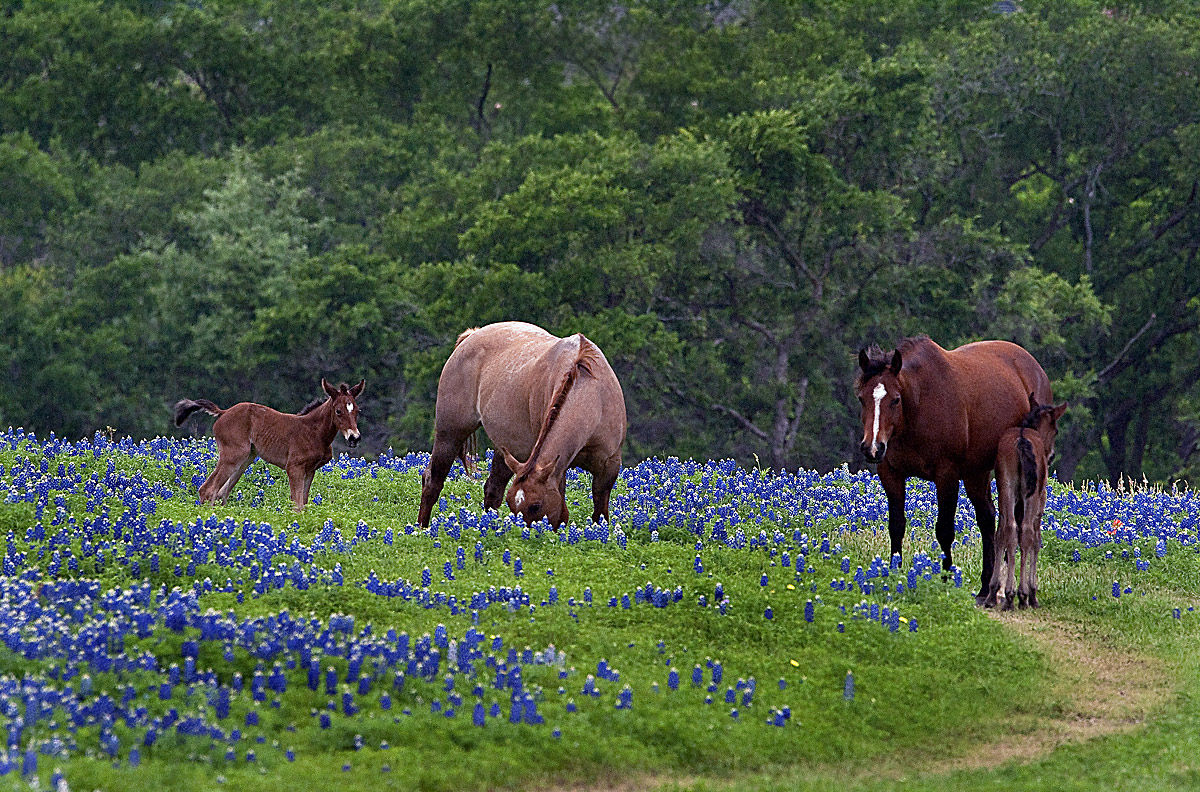 Spring Arrivals