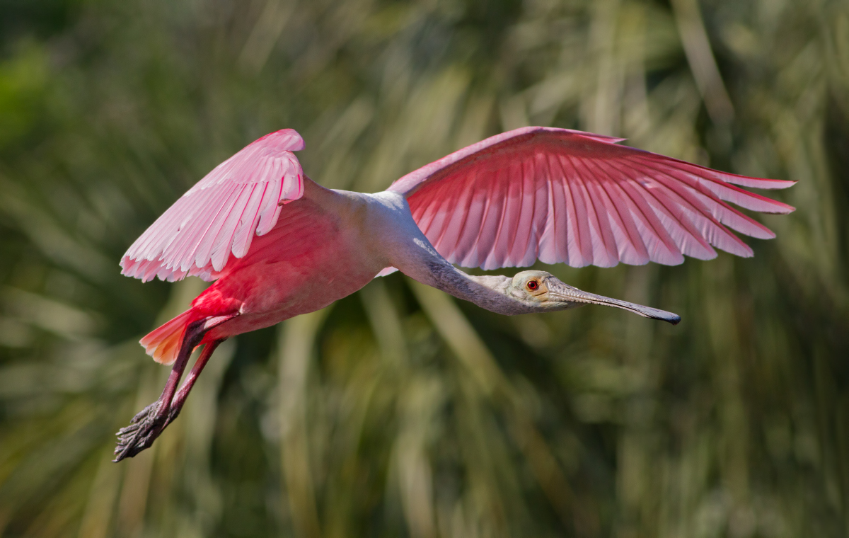 Roseate Spoonbill
