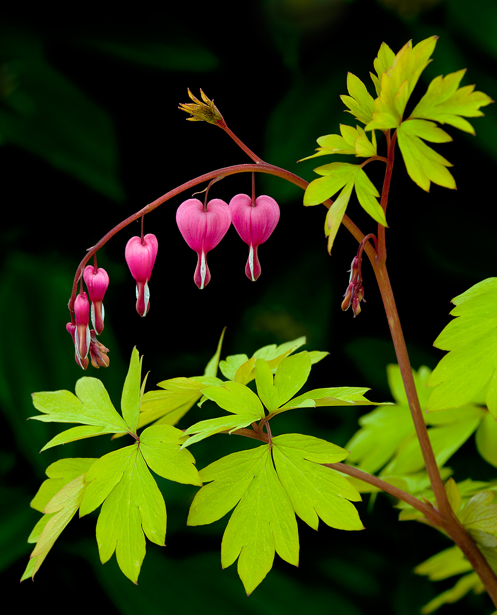 Bleeding Heart