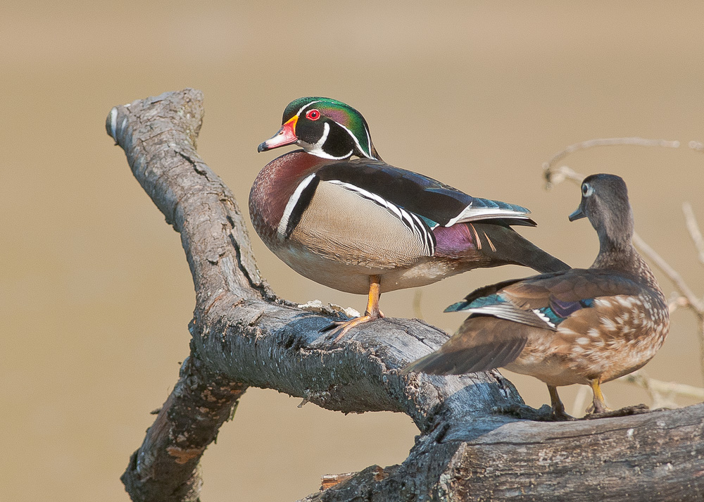 Wood Ducks