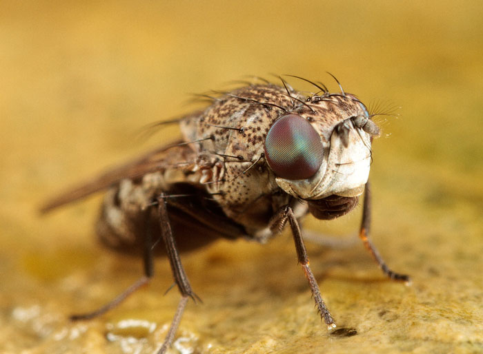 Fly