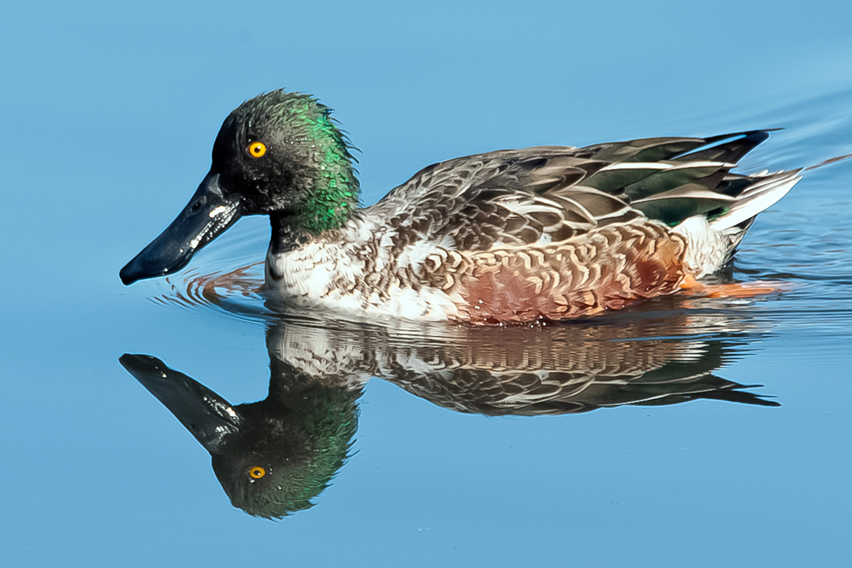 Northern Shoveler 