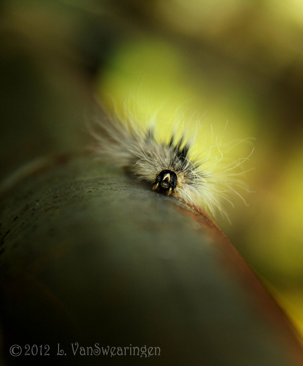 Feather Duster