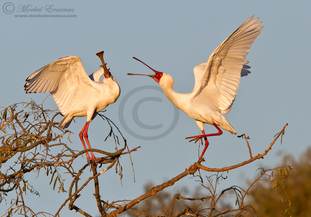 Spoonbill Spat