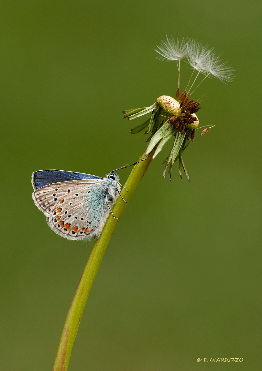 A blue one