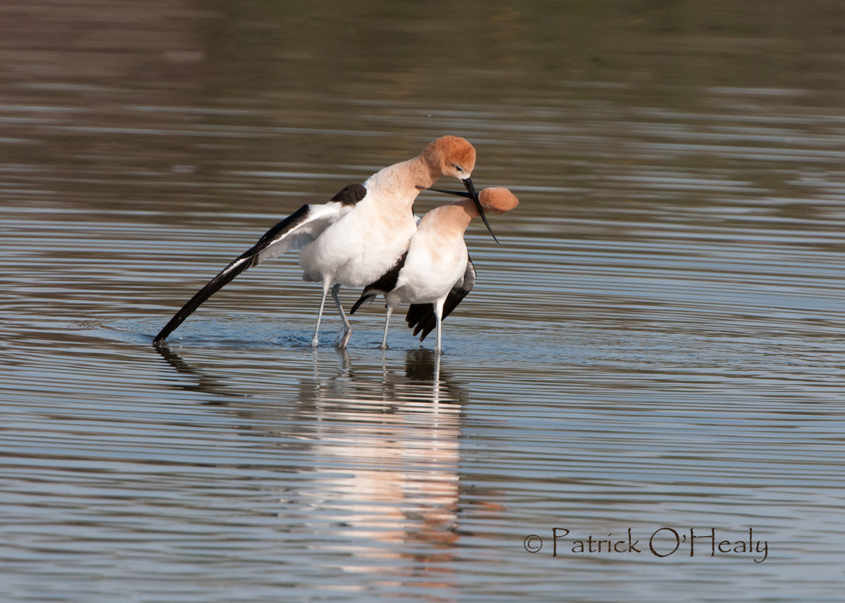 Avocets in love repost