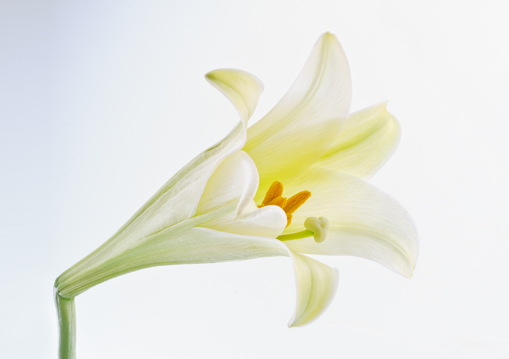 White Lily On White