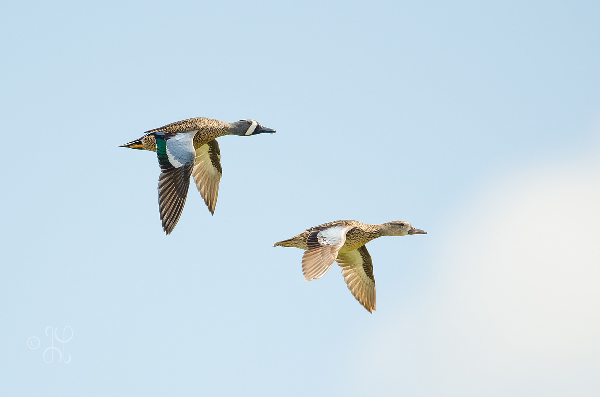 Blue wing teal