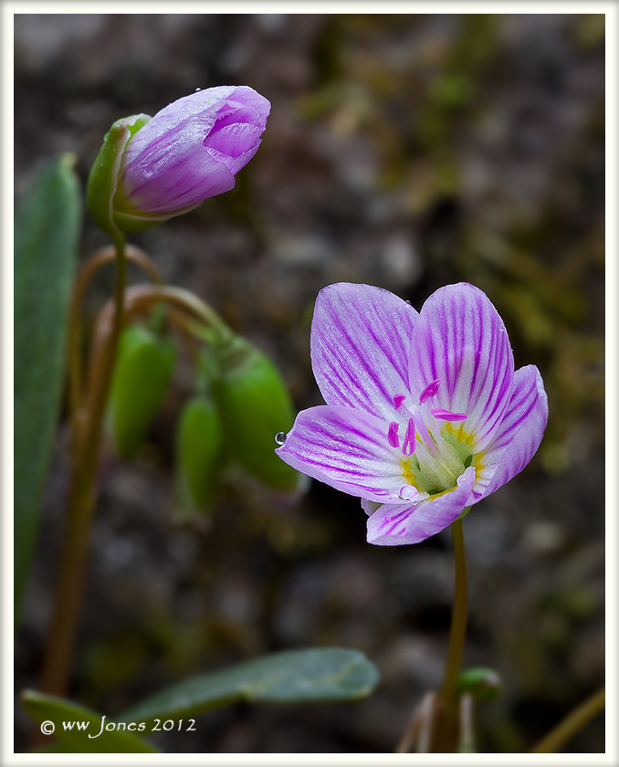 Spring Beauty