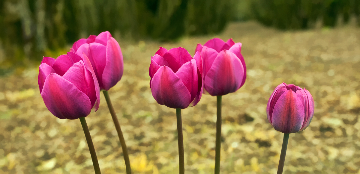 Roadside Tulips