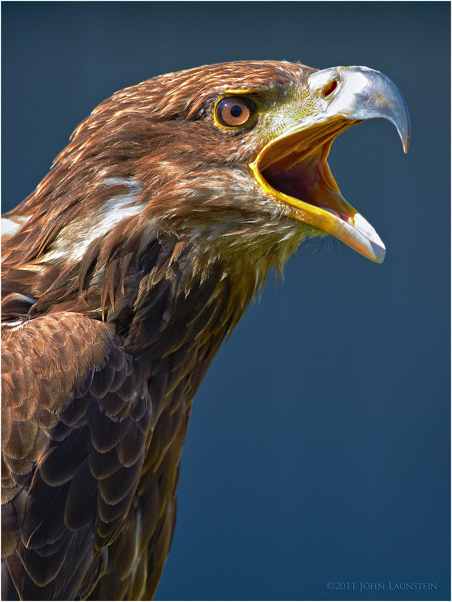 Screamin' Eagle (c)