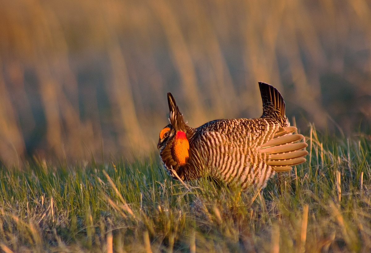 Prairie Chicken