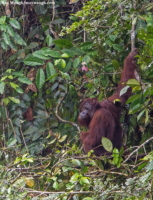 Orangutan, Borneo