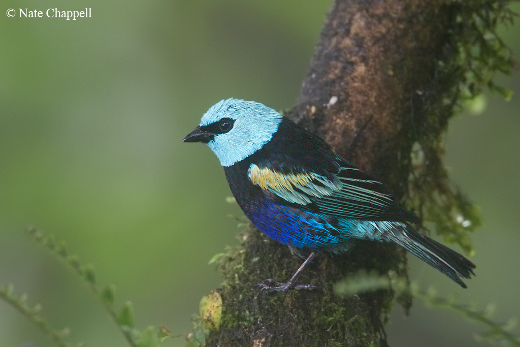 Blue-necked Tanager