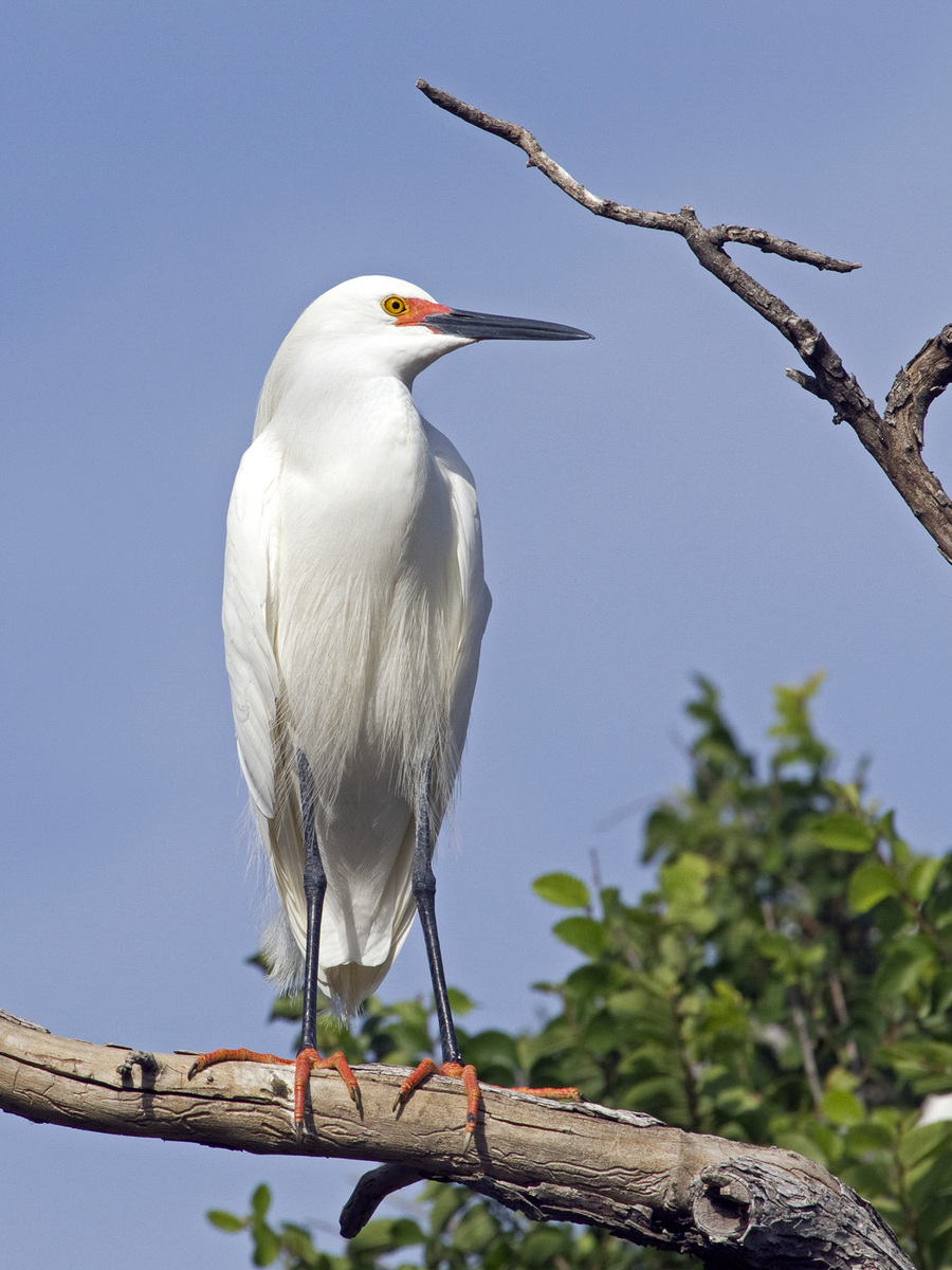 Snowy Egret