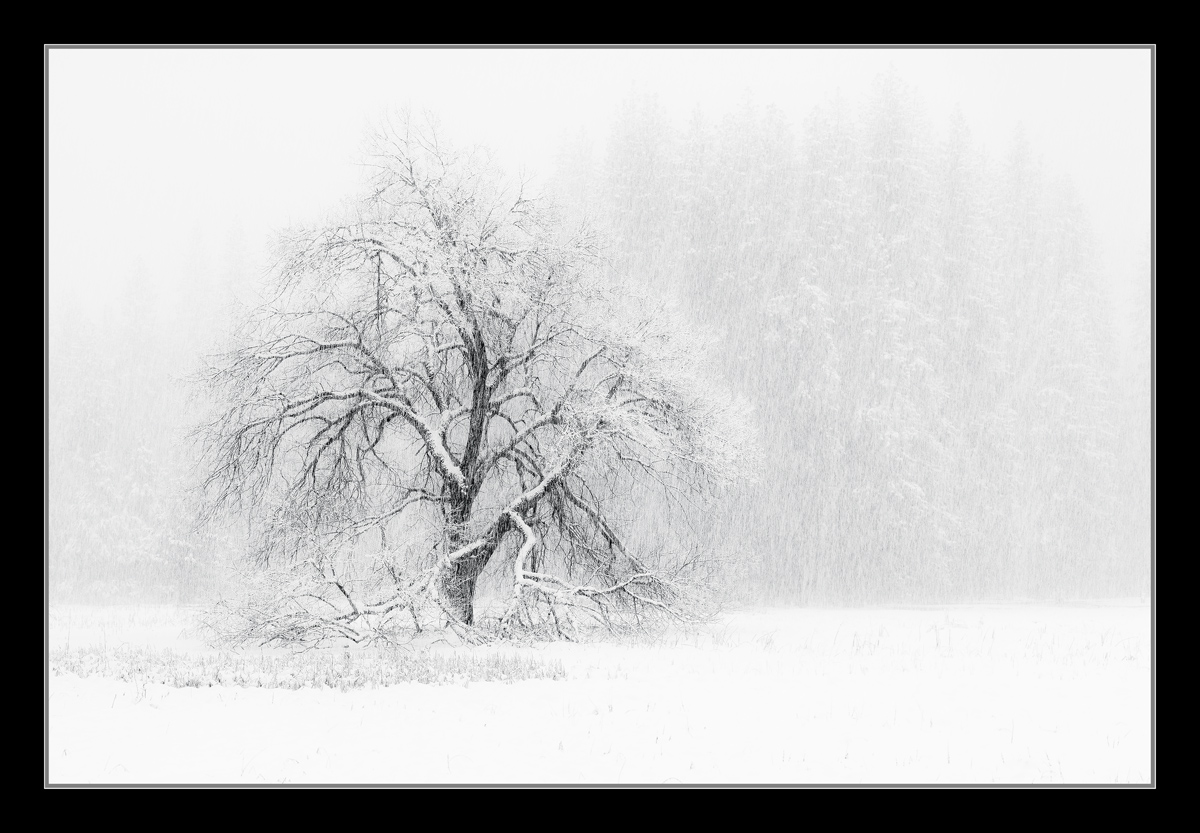Landscape - 1st Place