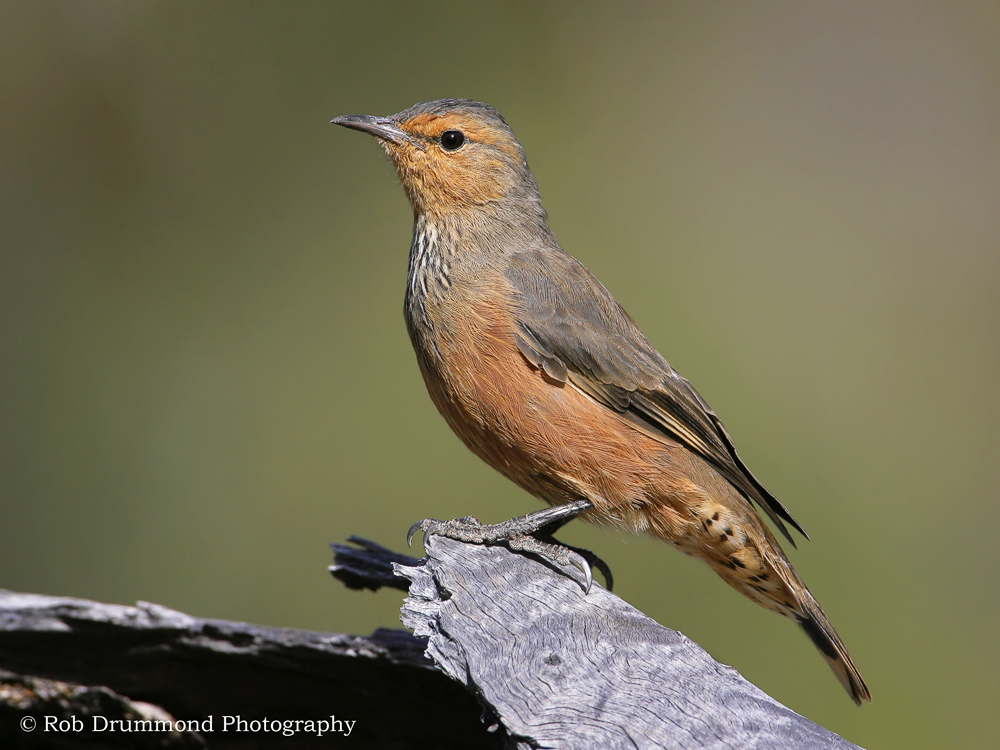 Rufous Treecreeper