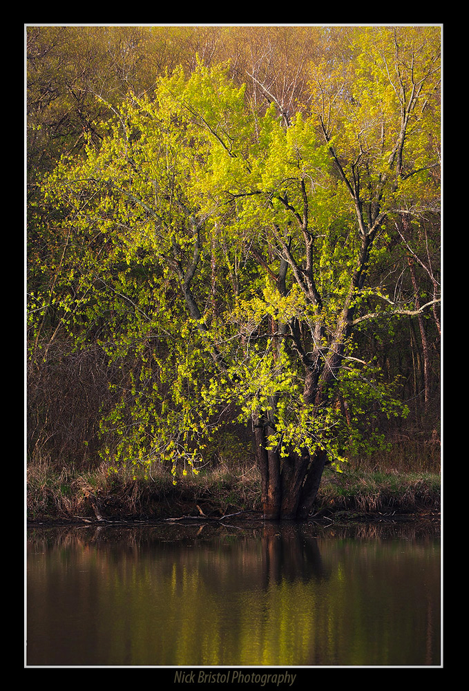 A  Spring Morning