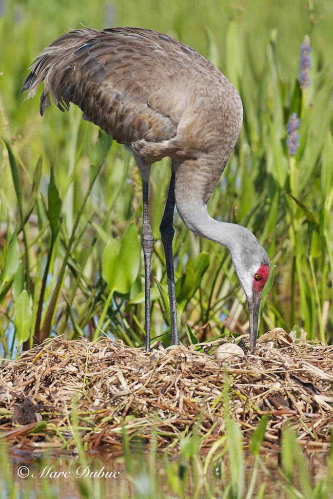 Sandhill Crane in the ne