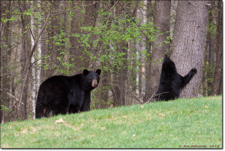 3 Black Bears