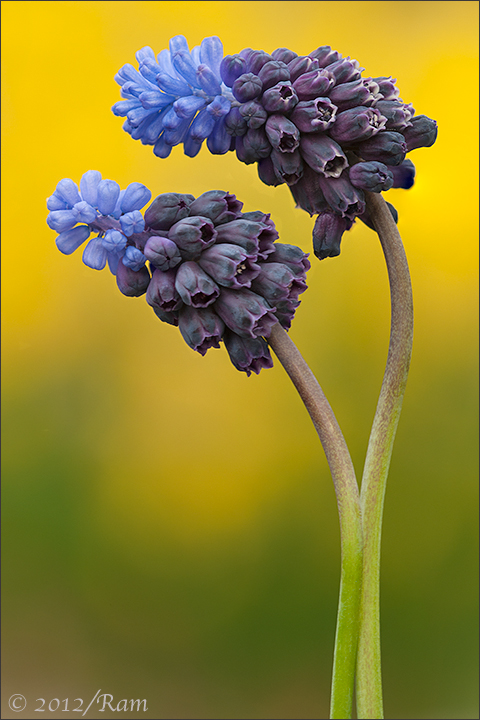 Grape Hyacinth