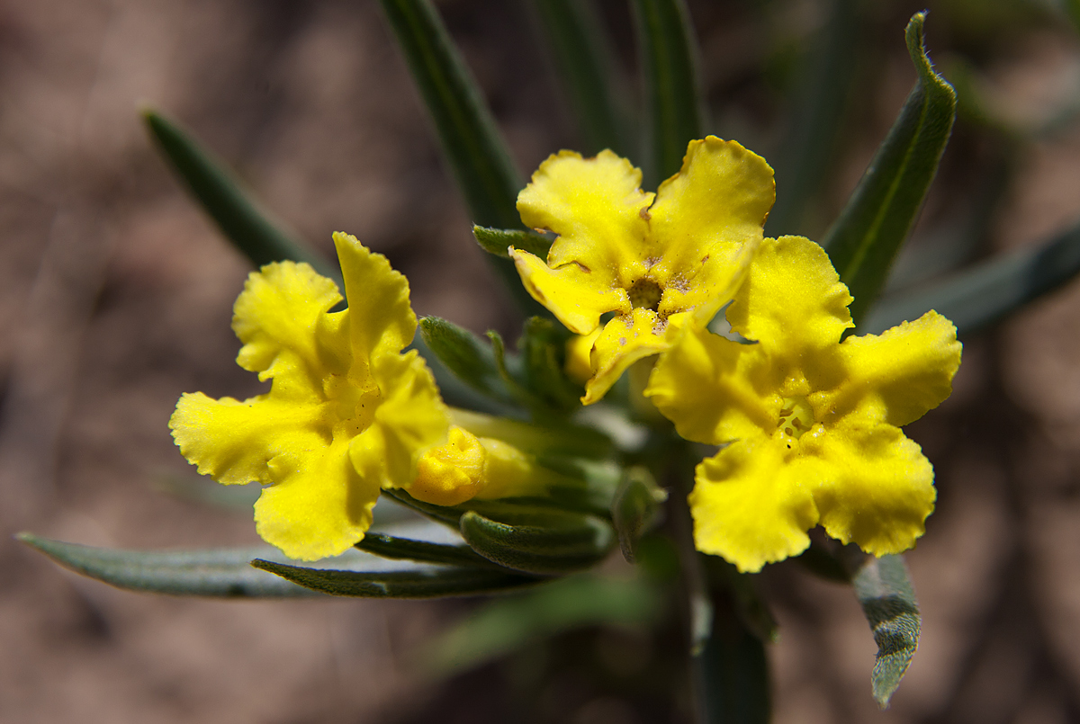 Cleft Gromwell