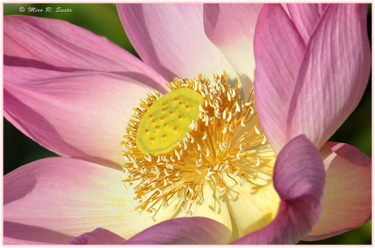 Lotus Flower 2