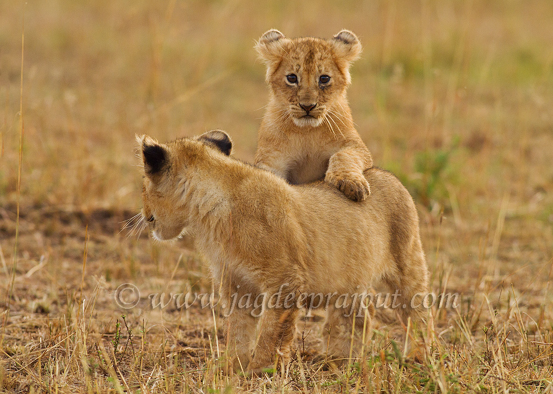 Lion cubs at play