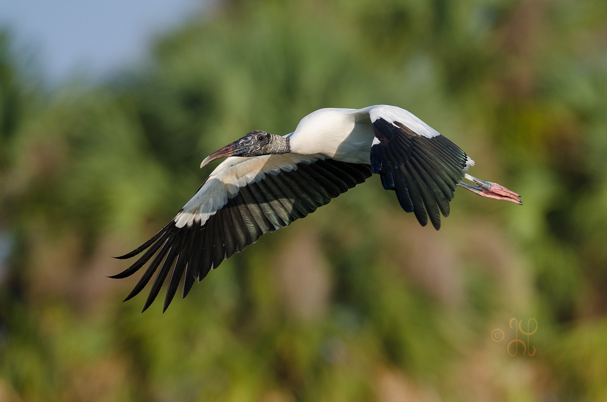 Wood stork