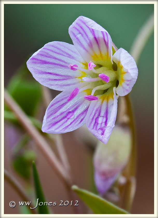 Spring Beauty Up Close