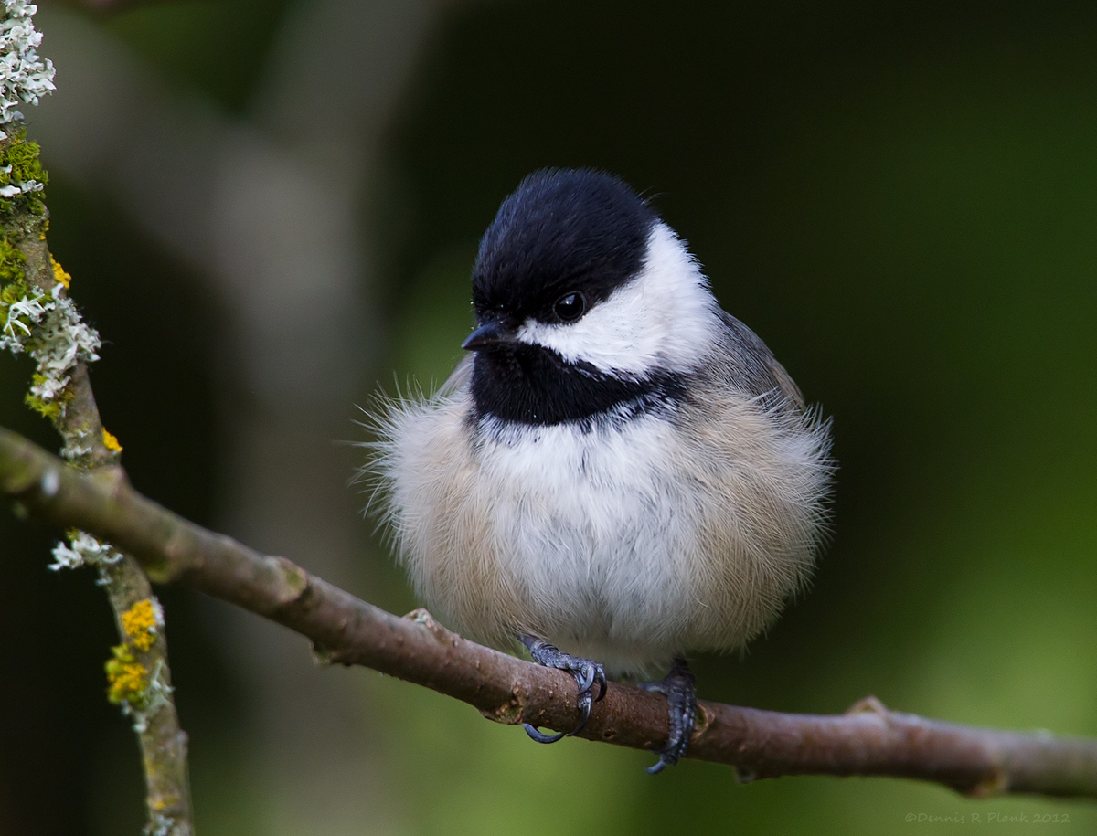 Chickadee Puffball