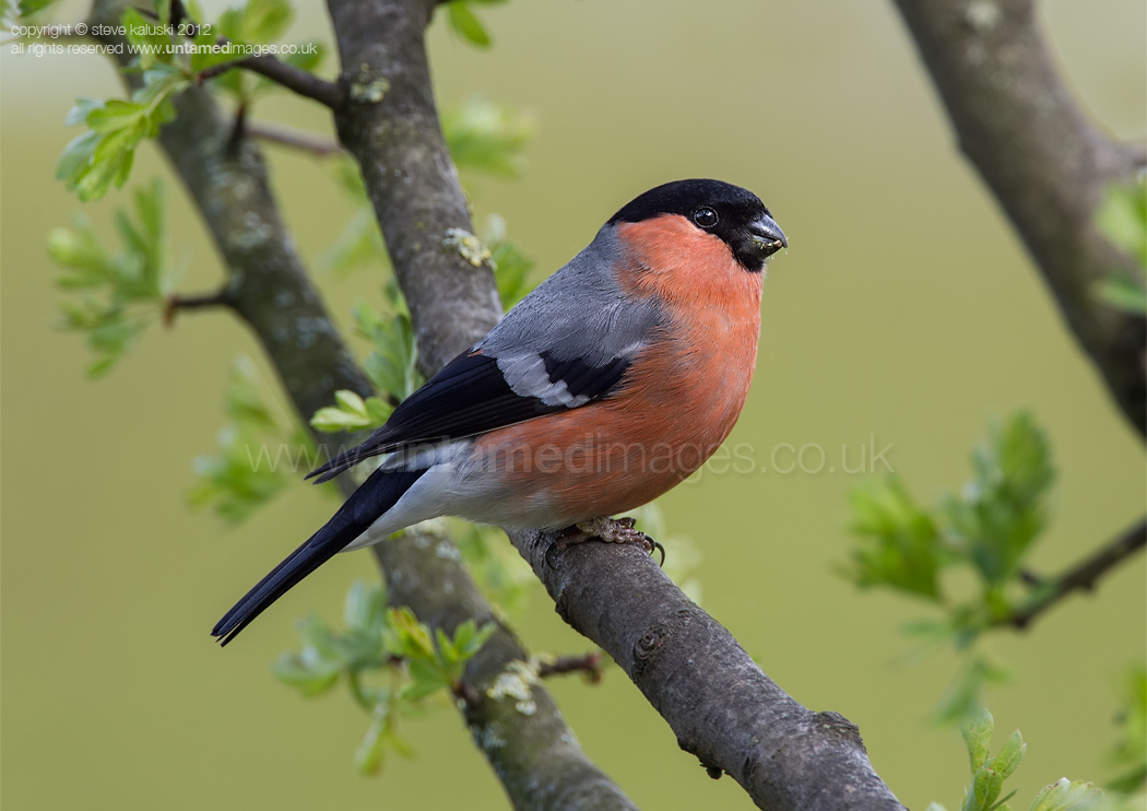 Bullfinch